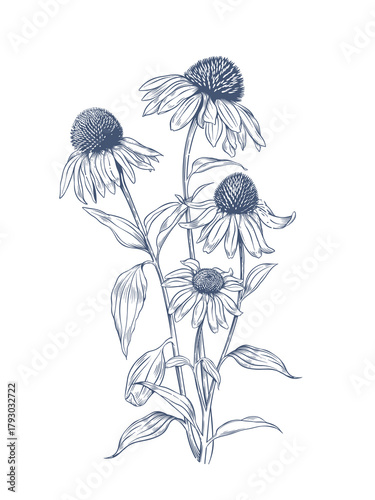 Echinacea purpurea. Hand drawn vector illustration of Echinacea flowers
