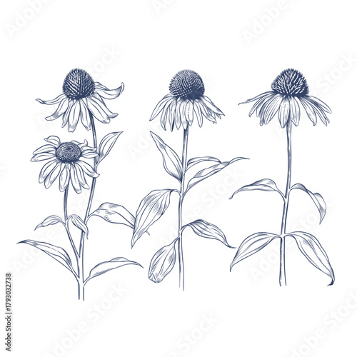 Echinacea purpurea. Hand drawn vector illustration of Echinacea flowers
