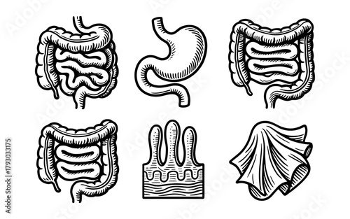 Vintage digestive system art featuring stomach and intestines in retro style