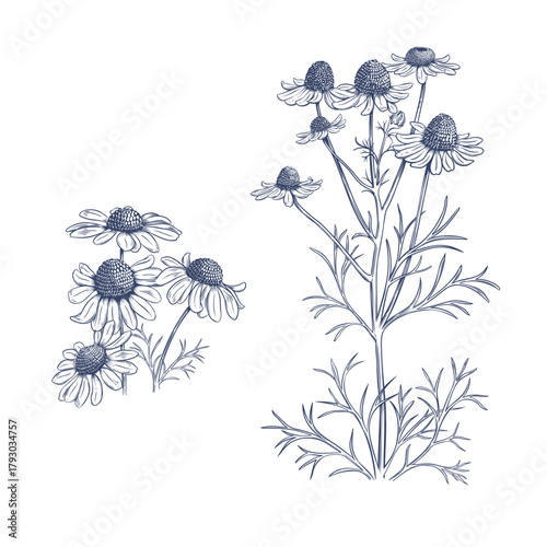 Matricaria chamomilla. Hand drawn botanical vector illustration 
