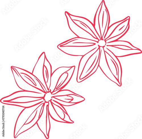 Minimalist star anise line art illustration — elegant winter spice element, simple Scandinavian holiday graphic, modern outline vector for seasonal and Christmas design projects.