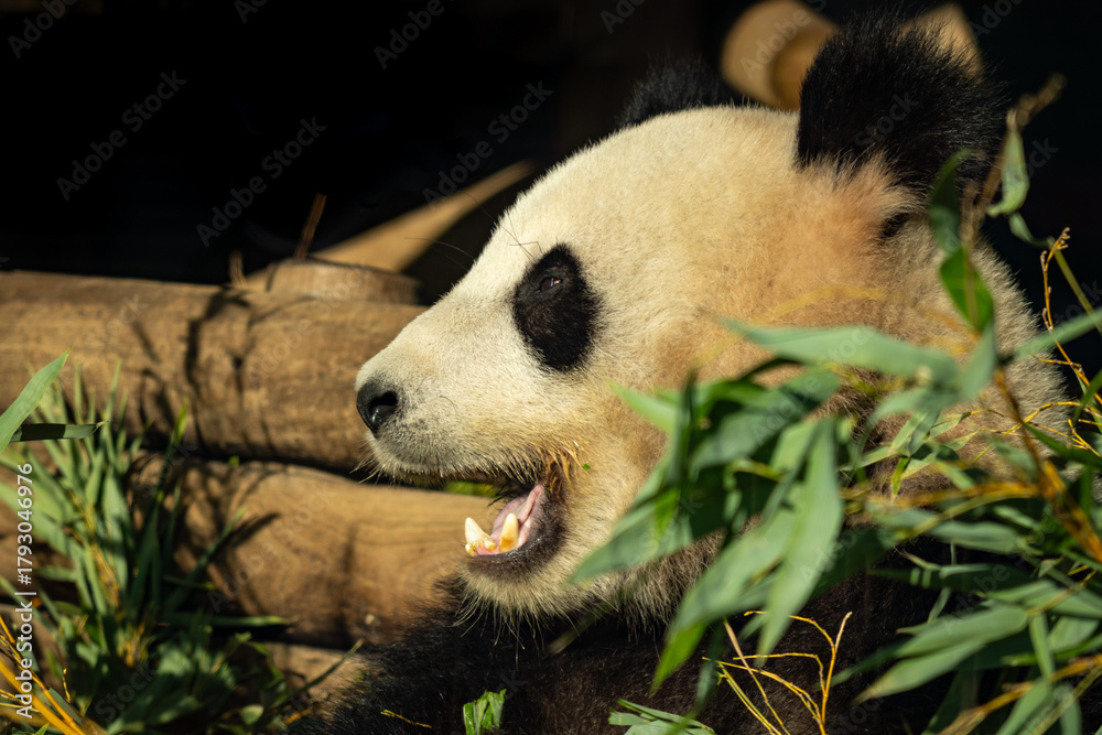 Fototapeta premium Giant Panda
