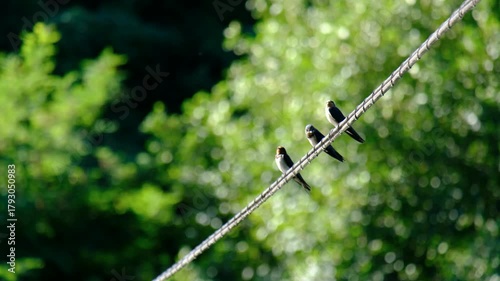 Three barn swallows preening themselves on a power cable over the river