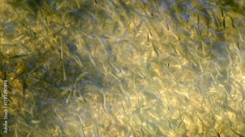 A vibrant school of small fish, barbel, Barbus barbus, swims in the crystal clear waters of a river.