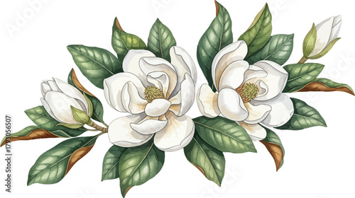 Watercolor illustration of white magnolia flowers with green leaves on a white background