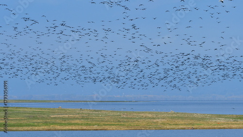 Foto lake Kerkini in Greece under fishing attack of cormorants,gulls and pelicans