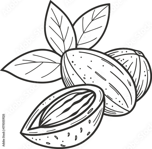 Black & White Almond Illustration