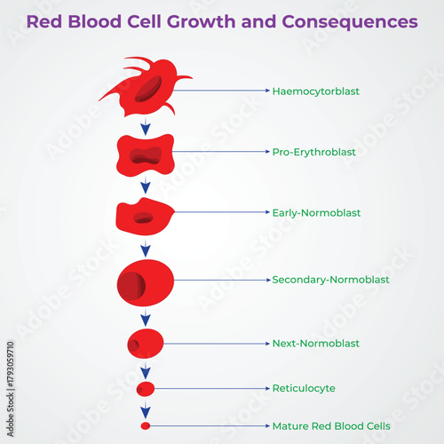 Human Blood Cell Growth and Circulation Concept