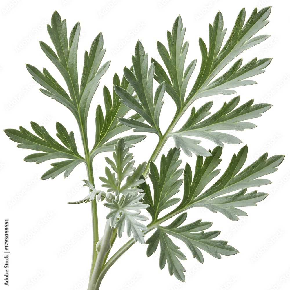 Fototapeta premium Green artemisia absinthium leaves isolated white background