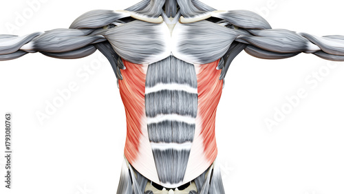 Human Muscular System Torso Muscles Abdominal External Oblique Muscle Anatomy