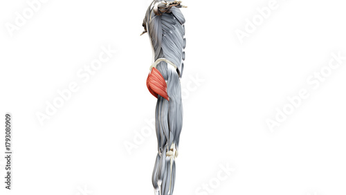 Human Muscular System Leg Muscles Gluteus Maximus Muscle Anatomy