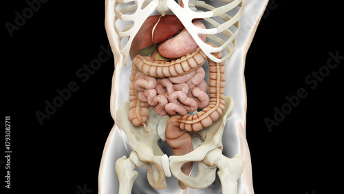 Tableau sur toile Human Digestive System Anatomy