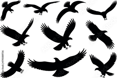 Soaring eagle silhouettes vector set, flying raptors in flight, predatory birds, wings spread, isolated black shapes, wildlife illustration, minimalist design.