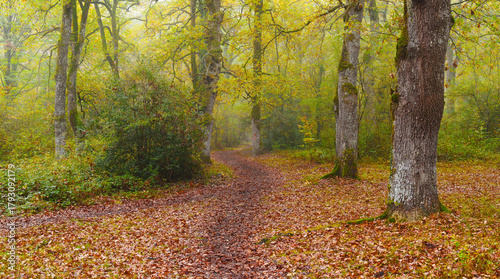 I walk through the forest in autumn. Autumn in the forests of Altsasu, Navarre.