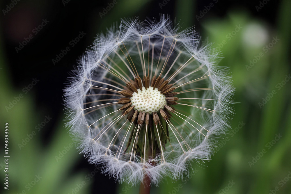 Obraz premium dandelion seed head with soft focus green background