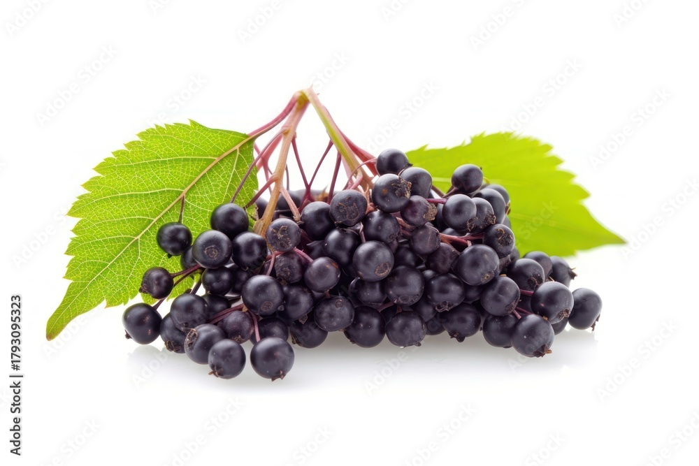 Naklejka premium European elderberry blueberry grapes fruit.