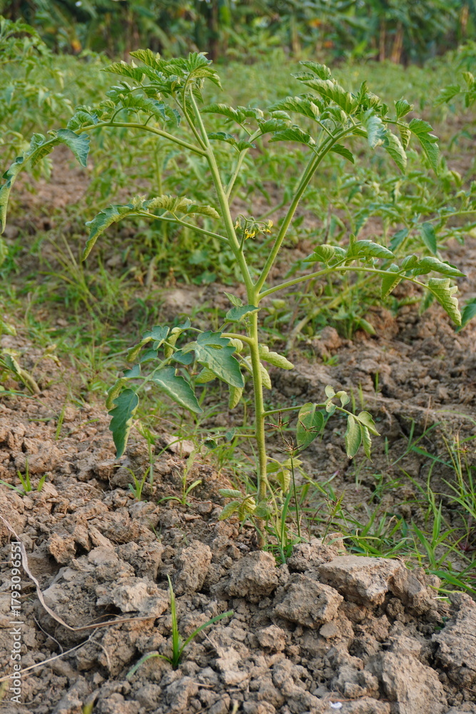 Fototapeta premium Young Tomato Seedling in Dry Soil Field