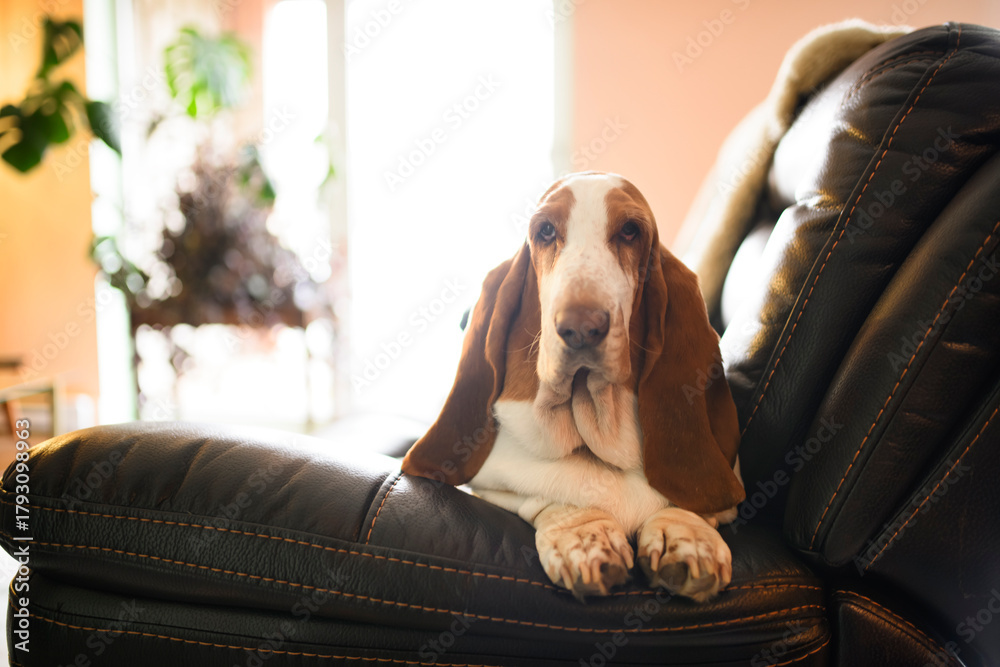 Naklejka premium Beautiful Basset Hound dog sleeping comfortably on the sofa in the living room of the house
