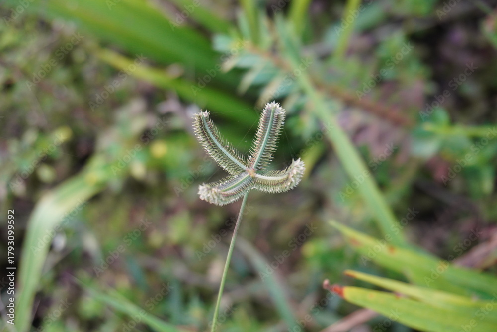 Fototapeta premium Macro of Crabgrass Digitaria Seedhead
