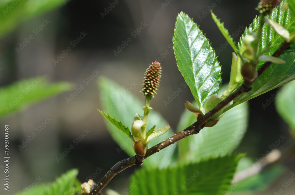 Obraz premium Alnus firma, a deciduous broadleaf tree of the Betulaceae family, known for nitrogen fixation and erosion control, thriving on mountain slopes and poor soils across Korea. Photographed in Korea.