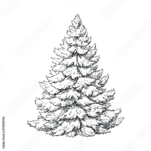 Winter wonderland featuring a detailed pine tree for seasonal designs.Vector hand draw