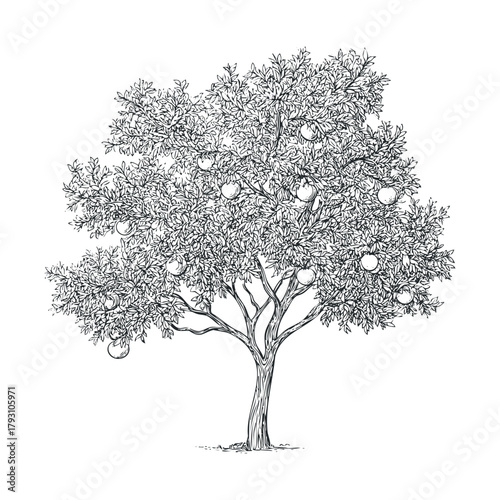 Vintage drawing of a citrus tree with ripe fruit in a garden setting.Vector hand draw