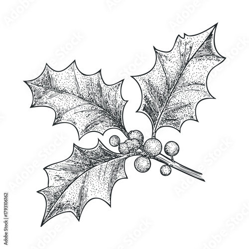 Festive holly plant drawing for holiday decorations and designs.Vector hand draw
