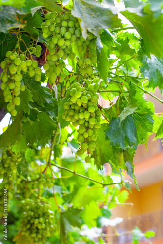 Bunches of green grapes in the sunlight. Outdoor background. Copy space.