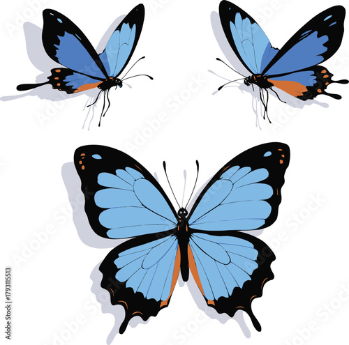 Three beautiful blue butterflies fluttering on a white plain background
