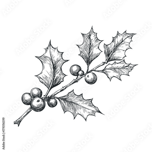 Holly branch with berries for winter decoration or holiday themes.Vector hand draw