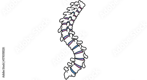 Cartoon representation of human spinal column structure and anatomical arrangement