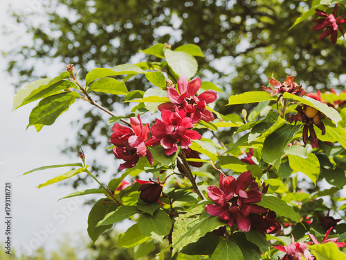 Obraz na plátně Calycanthus aphrodite (Calycanthus raulstonii)