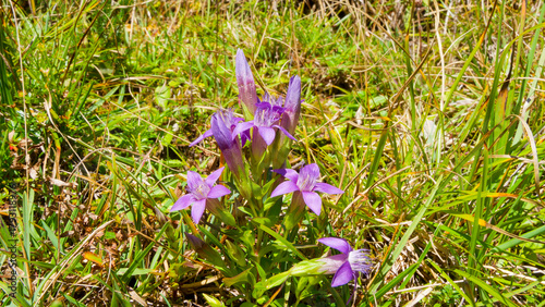 Close-up on field gentian flower (Gentianella campestris) with four pink ciliate petals and sepals fused atop upright stems bearing narrow leaves flushed with red
