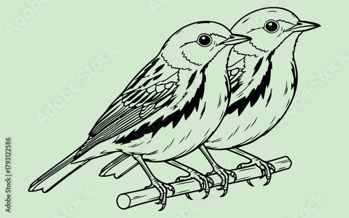 Yellow rumped warbler bird illustration