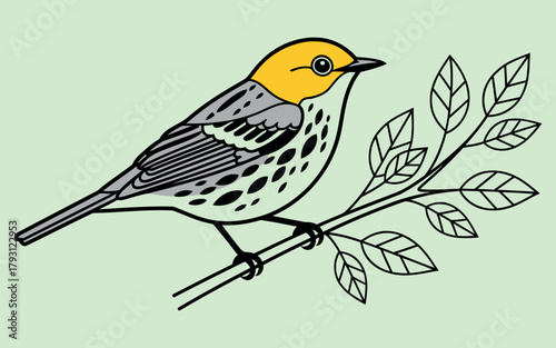 Yellow rumped warbler bird illustration