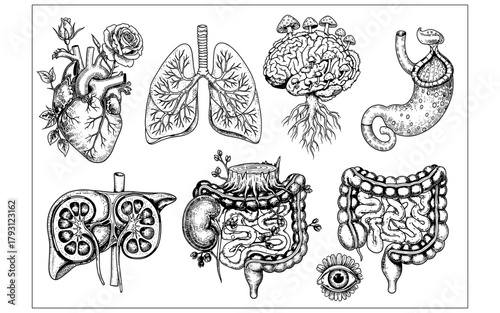 Vintage black and white anatomical illustrations of human organs with botanical elements