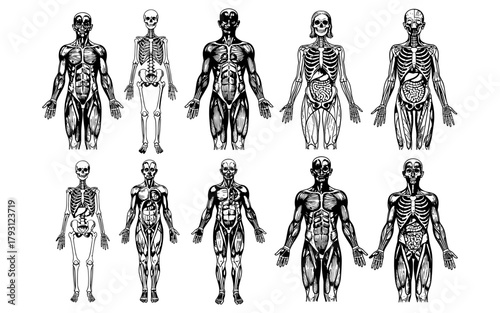 Detailed human anatomy set: skeletal, muscular, internal structures in black and white