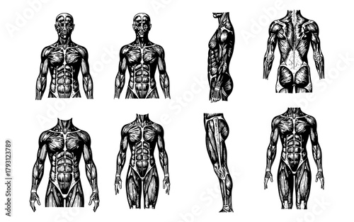 Detailed human anatomy diagrams with muscle structure in engraving style