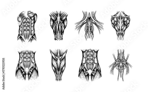 Anatomical muscle patterns in engraved black and white