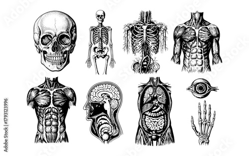 Detailed human anatomy set featuring skeletal and muscular systems in vintage style