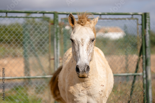 Horse facing camera with green gate in background
