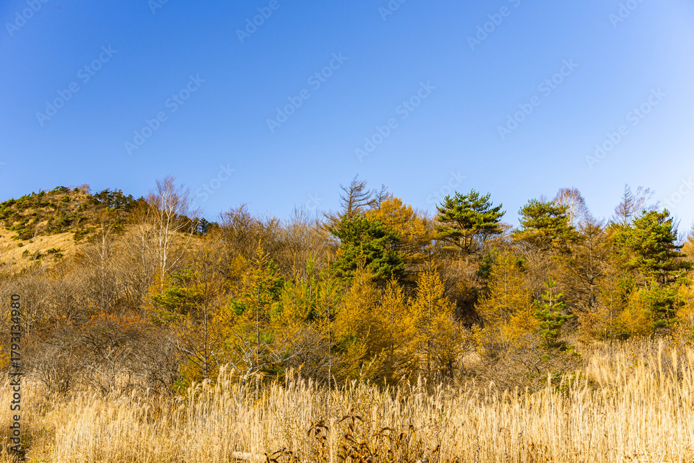 Fototapeta premium 秋の八島湿原