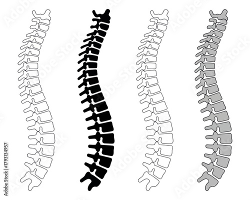 Spine vertebral column anatomy skeletal system human backbone medical diagram spinal cord health and wellness