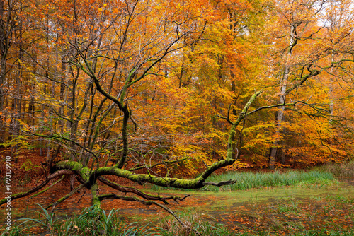 Fallen tree in colourful autumn forest, Dodau, Schleswig-Holstein, Northern  Germany