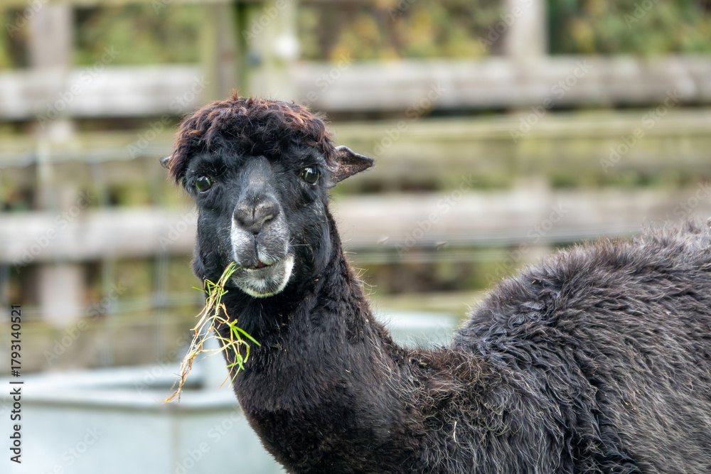 Naklejka premium close up of a cute alpaca with a black and white face eating grass
