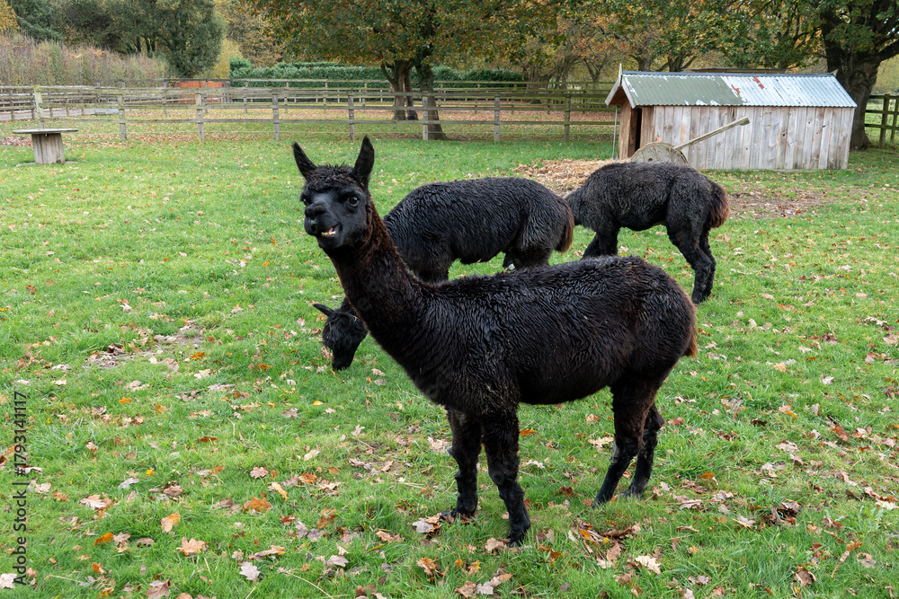 Obraz premium close up portrait of a pretty black alpaca pulling a funny face