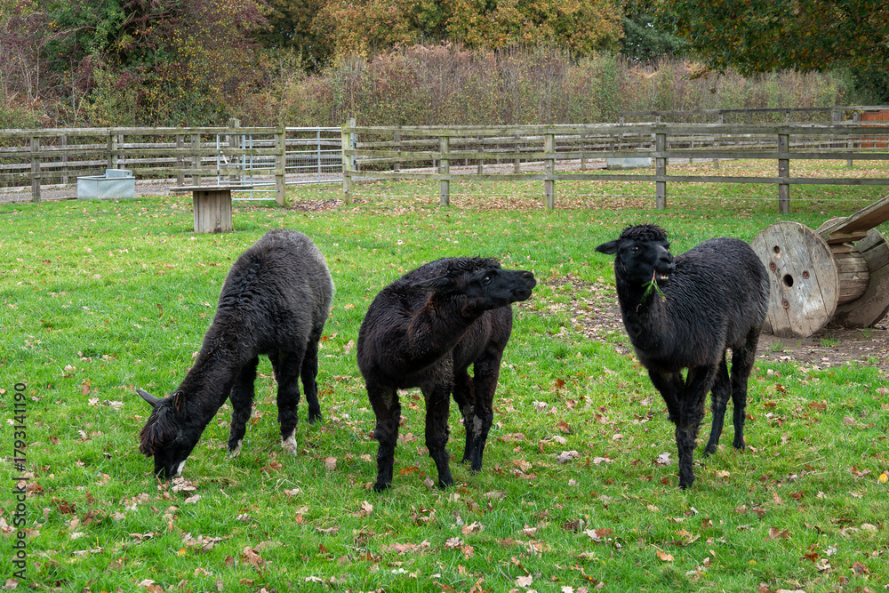 Obraz premium portrait of three cute black alpacas