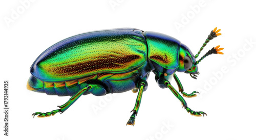 Isolated iridescent jewel beetle with green body and legs, orange tips on antennae