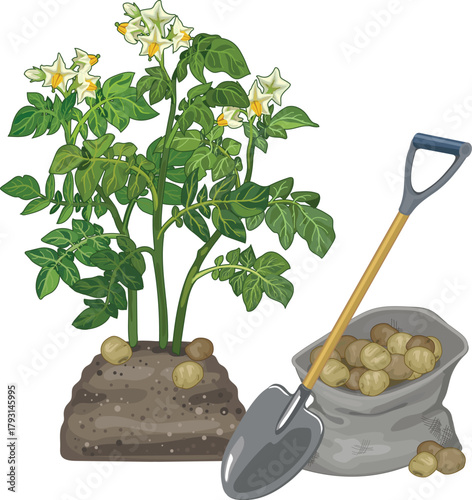 Potato plant, sack of potatoes and shovel isolated on white background