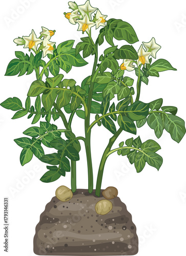 Flowering potato plant isolated on white background	